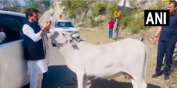 काफिला रुकवाकर केंद्रीय मंत्री अनुराग ठाकुर ने गाय को खिलाई रोटी