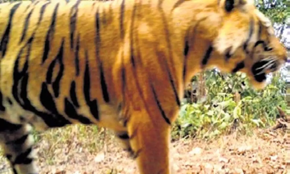 आनुवंशिक विविधता में सुधार के लिए सिमिलिपाल टाइगर रिजर्व के पास बाघों को फैलाना