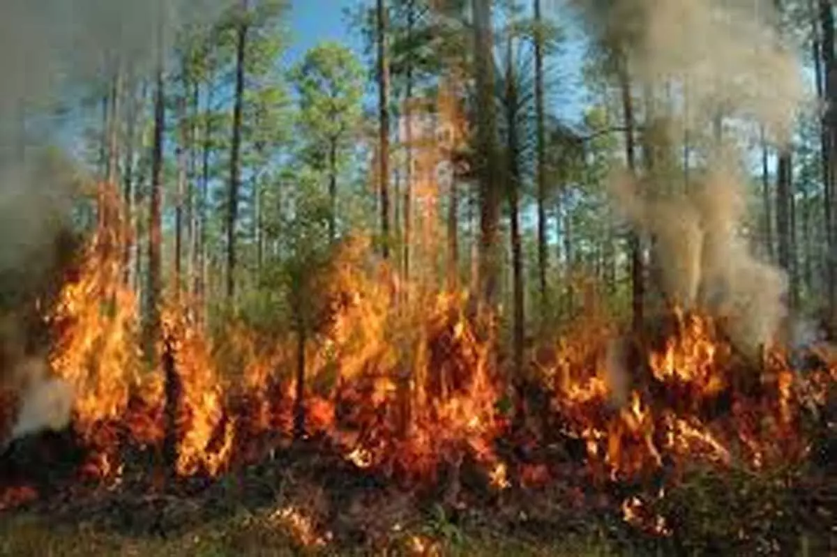 उत्तराखंड के जंगलों में धधक रही आग, वन संपदा को हुआ भारी नुकसान