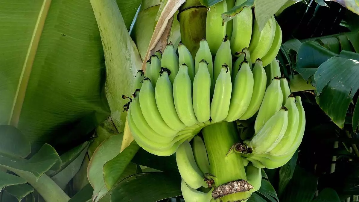 कच्चा केला खाने से सेहत को मिलते हैं ये 5 शानदार फायदे