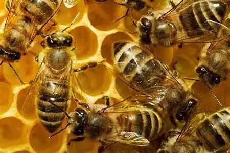 मधुमक्खी हमले में 20 कर्मचारी घायल, चुनाव प्रशिक्षण के दौरान मची खलबली