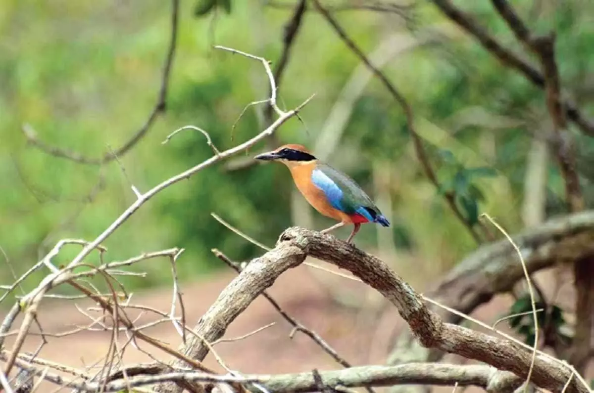 ओडिशा में भितरकनिका राष्ट्रीय उद्यान में मैंग्रोव पित्त पक्षियों की संख्या बढ़ी
