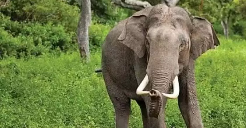 असम नगांव में जंगली हाथी ने महिला को बुरी तरह कुचल दिया