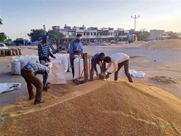 अमृतसर जिले में गेहूं की आवक तेज हो गई