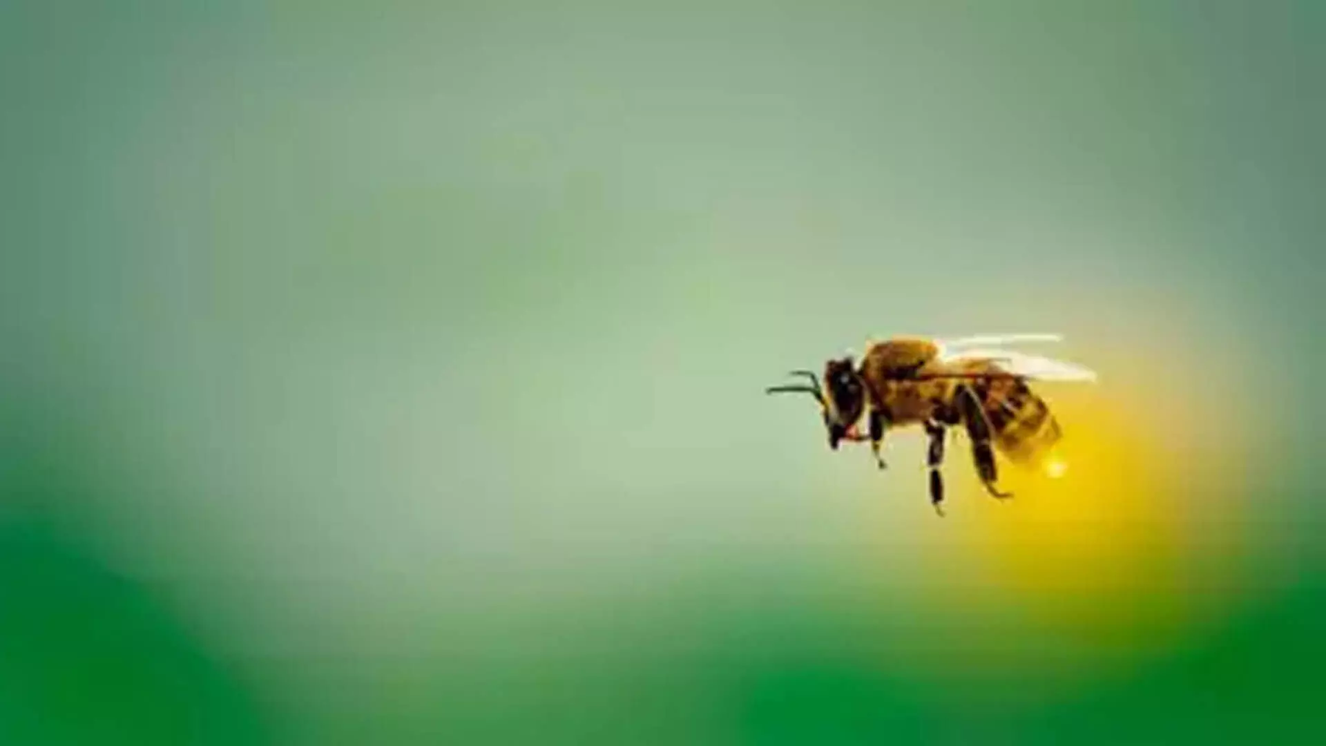 बेंगलुरू के अनोखे कीट कैफे ततैया और मधुमक्खियां, भृंग और चींटियां, शामिल