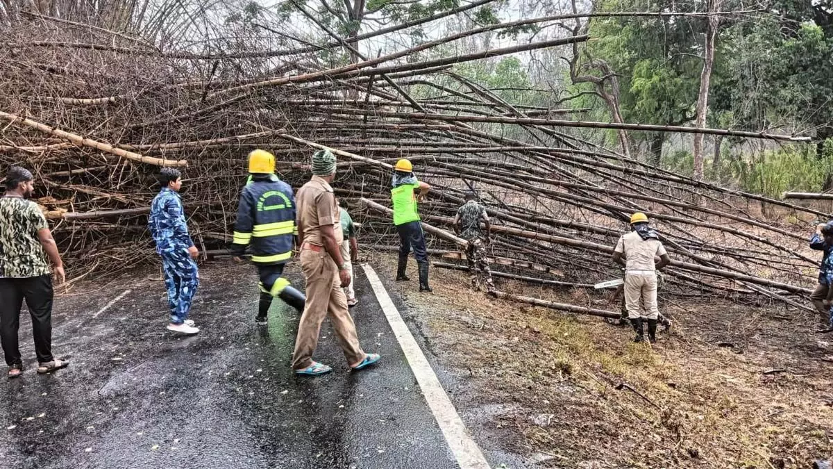 गर्मियों की बारिश सत्यमंगलम टाइगर रिजर्व को राहत देती