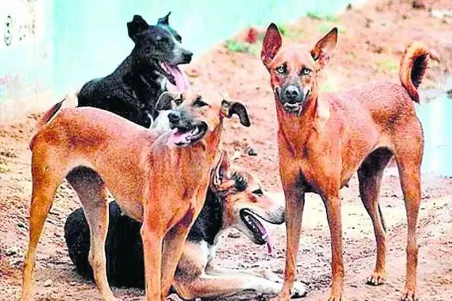 पुलिस अलंदूर में आवारा कुत्ते को मारने वाले अज्ञात लोगों की तलाश कर रही