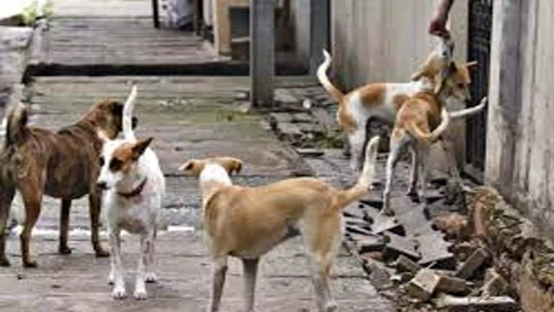 हैदराबाद कुत्तों का संकट, हर दिन लगभग 70 लोगों को काटा गया हर महीने 2 की मौत
