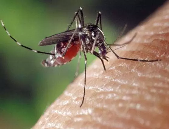 क्या है मलेरिया, जानें लक्षण और रोकने के उपाय