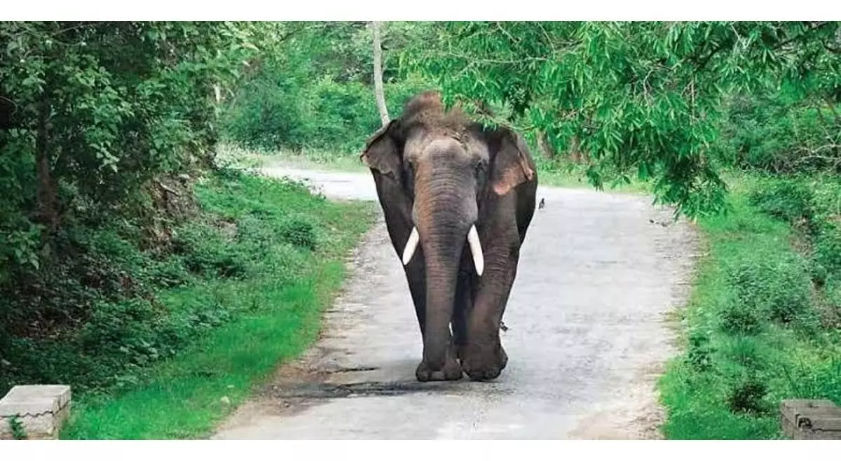 तिनसुकिया जिले में हाथी के हमले में महिलाएं घायल हो गईं