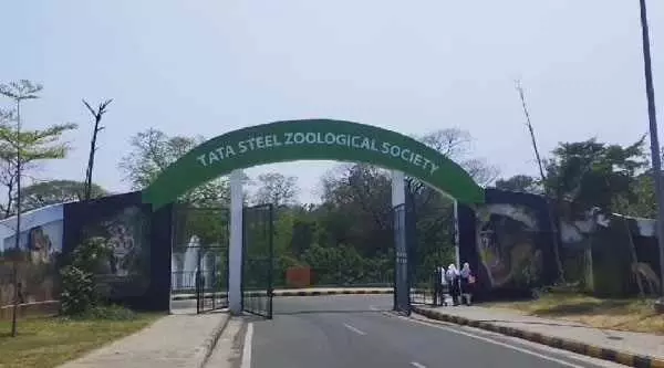 टाटा जू में नया जेब्रा और मेल टाइगर आएगा, टाटा स्टील जूलॉजिकल पार्क को विश्व स्तरीय बनाने में जुटी