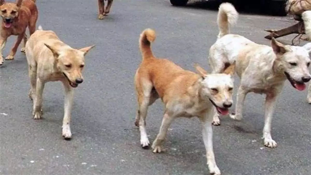 कुत्तों की जान खतरे में! शिकारी के शौक से थर्राया इलाका