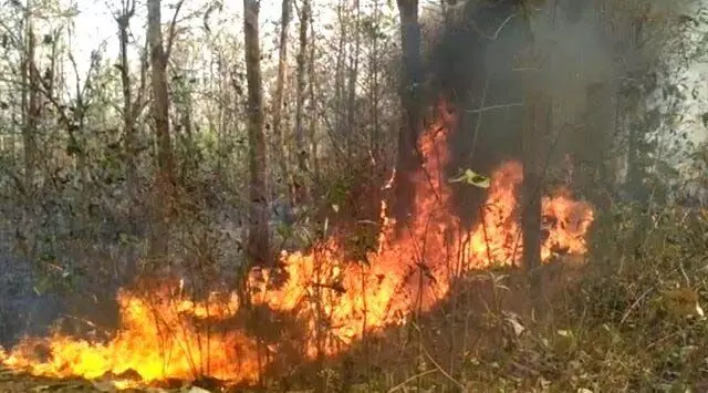 सिमिलिपाल रिजर्व में जंगल में आग लग गई, आग बुझाने के लिए ओडीआरएएफ टीम तैनात