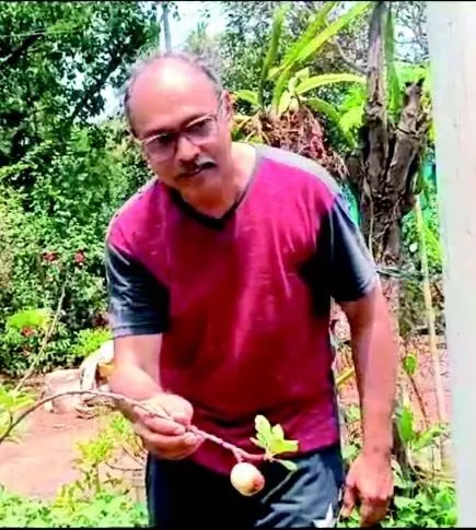 पूर्व तकनीकी विशेषज्ञ ने बागवानी में सफलता हासिल की, आर्द्र गोवा में परिपक्वता तक पहला सेब उगाया
