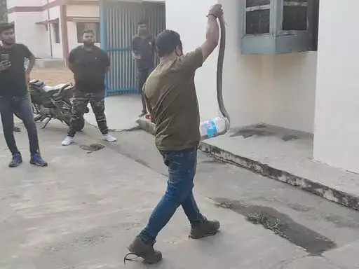 सरकारी क्वार्टर से कोबरा सांप का रेस्क्यू