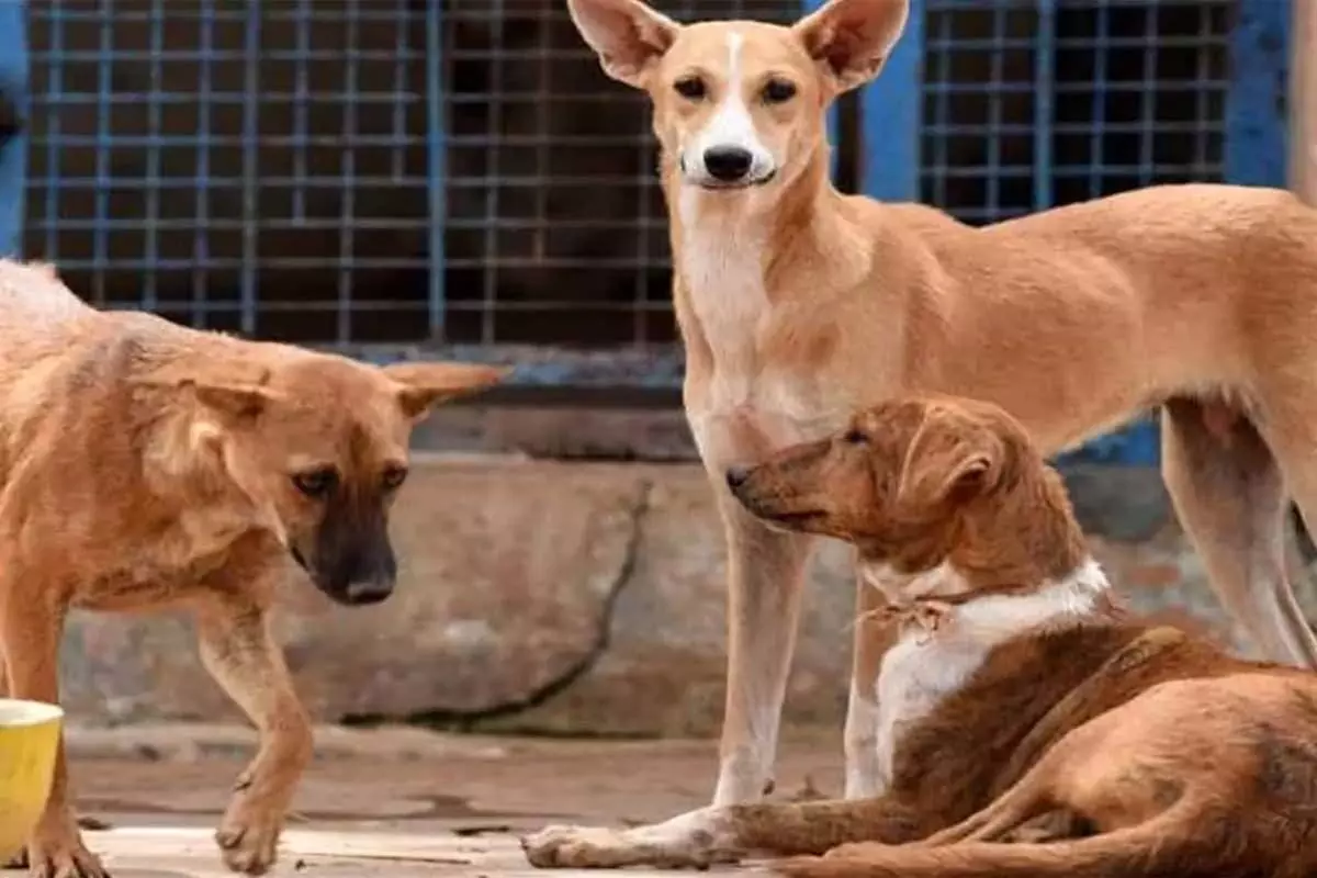 इस साल अब तक हैदराबाद में आवारा कुत्तों ने 9 हजार से ज्यादा लोगों को काटा