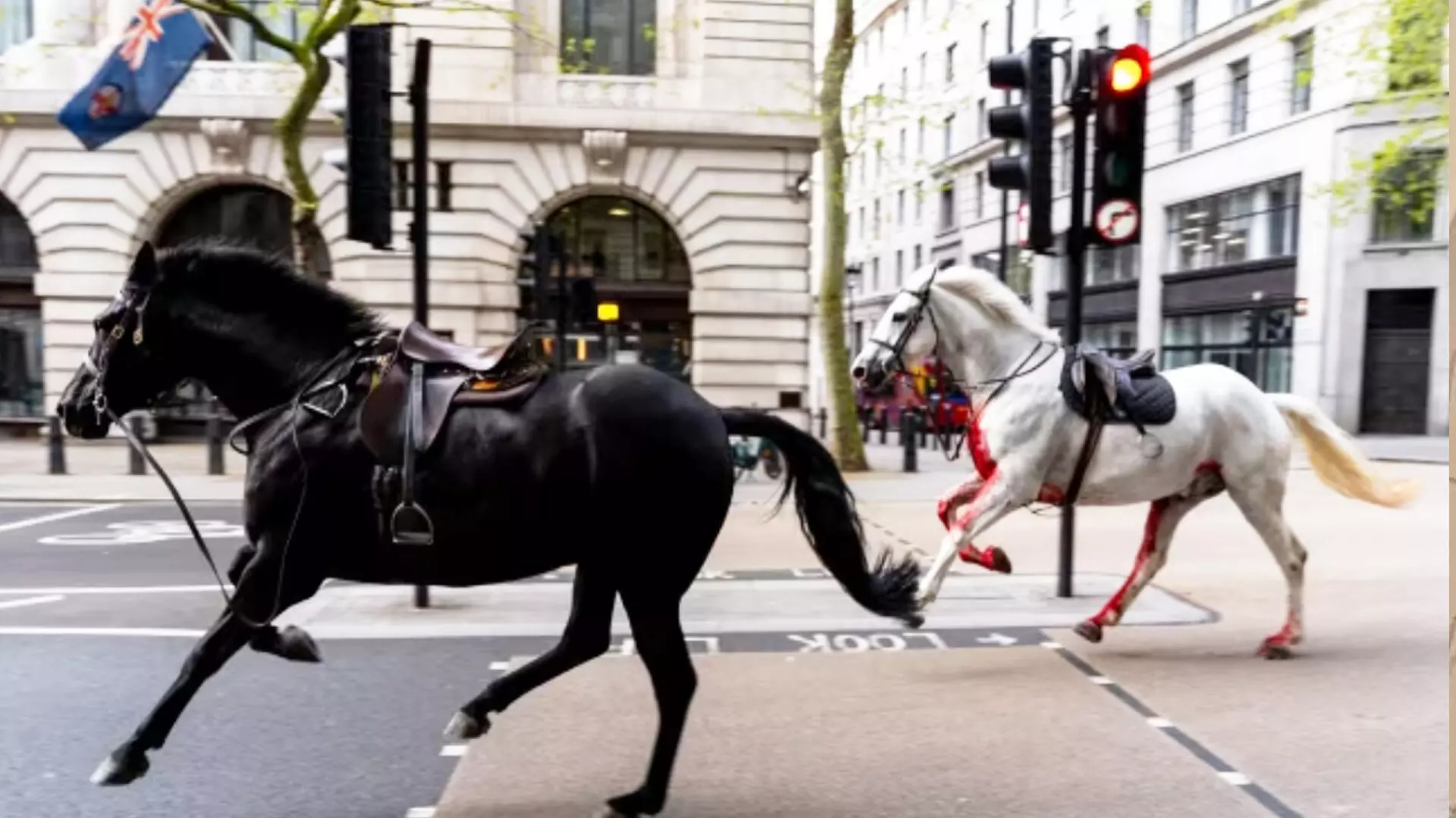सड़कों पर बेकाबू हुए खून से लथपथ घोड़े, देखें अफरा-तफरी वाला ये वीडियो