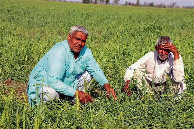 इंद्री, नीलोखेड़ी में किसानों ने 7,800 एकड़ में फसल बर्बाद होने का दावा किया है