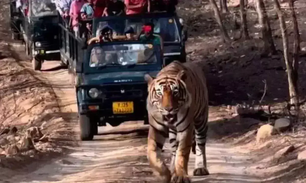 रणथम्भोर पार्क में ऑनलाइन टूरिस्ट फीडबैक सिस्टम शुरू किया जाएगा