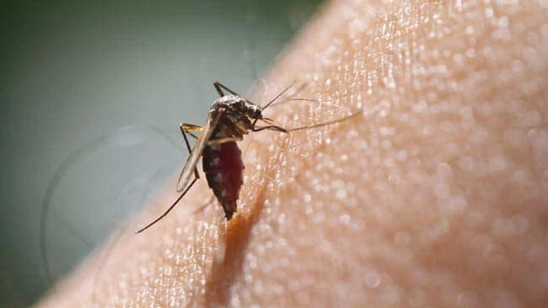 जलवायु परिवर्तन मलेरिया के संचरण को कैसे करता है प्रभावित