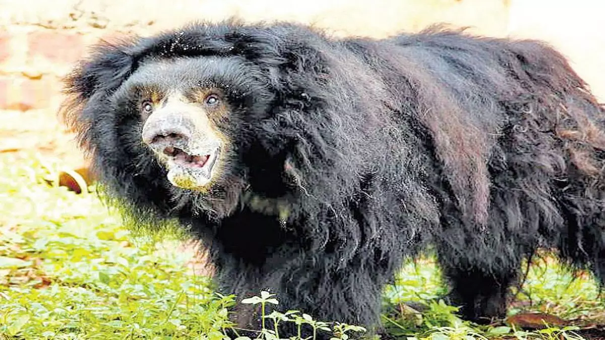 महुआ बीन रही महिला पर भालू ने किया हमला  , अस्पताल ले जाते वक़्त मौत