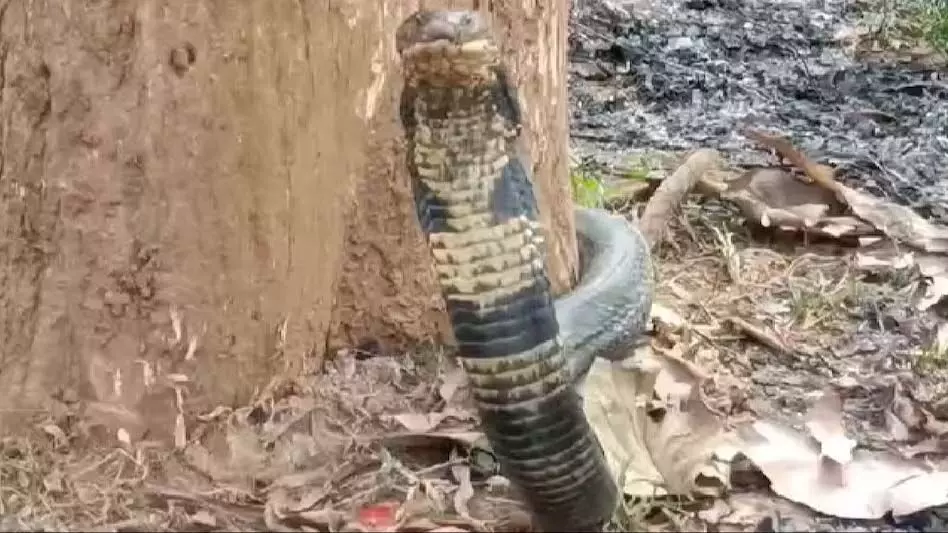 असम कलियाबोर में विशाल किंग कोबरा को बचाया गया, वापस जंगल में छोड़ा गया