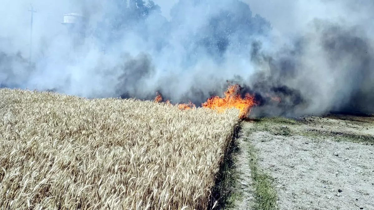 Nawada:  200 बीघा खेतों तक फैली, गेहूं की फसल जलकर राख