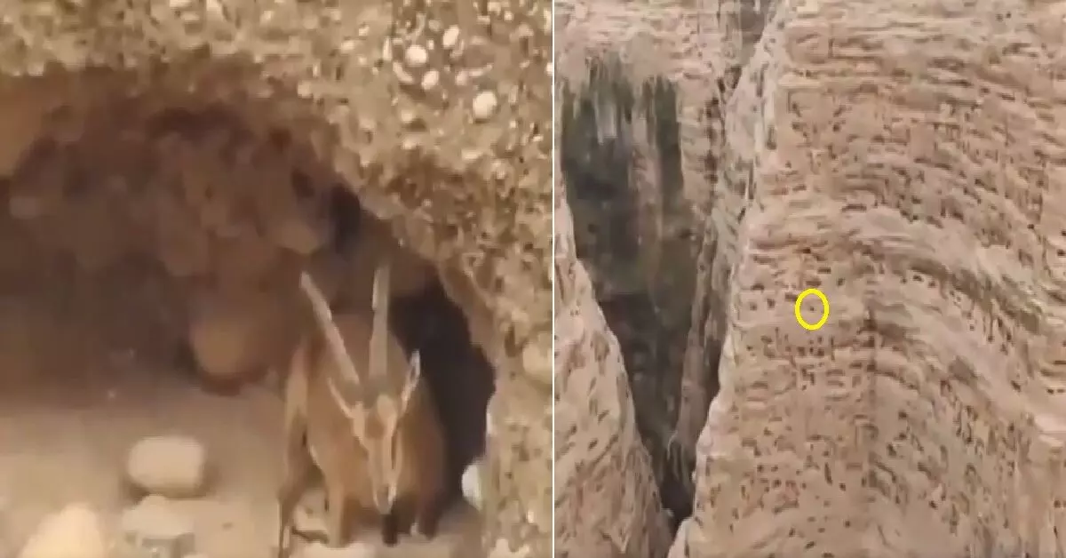 बकरी के दीवार पर चढ़ने का वीडियो वायरल