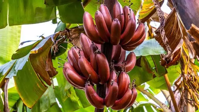 लाल केला खाने से हो सकता है कई बीमारियों से बचाव