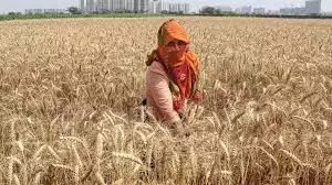 खेतों में गेहूं काटने वाली महिलाएं बिहार में रोजगार को एक बड़ा मुद्दा माना