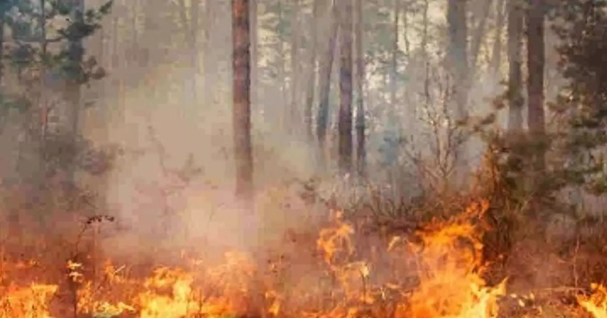सिमिलिपाल में जंगल में लगी आग, कई दुर्लभ औषधीय पौधे नष्ट