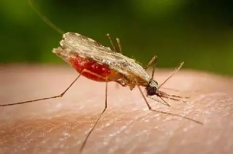 मिज़ोरम में देश में सबसे अधिक मलेरिया संक्रमण दर दर्ज की गई