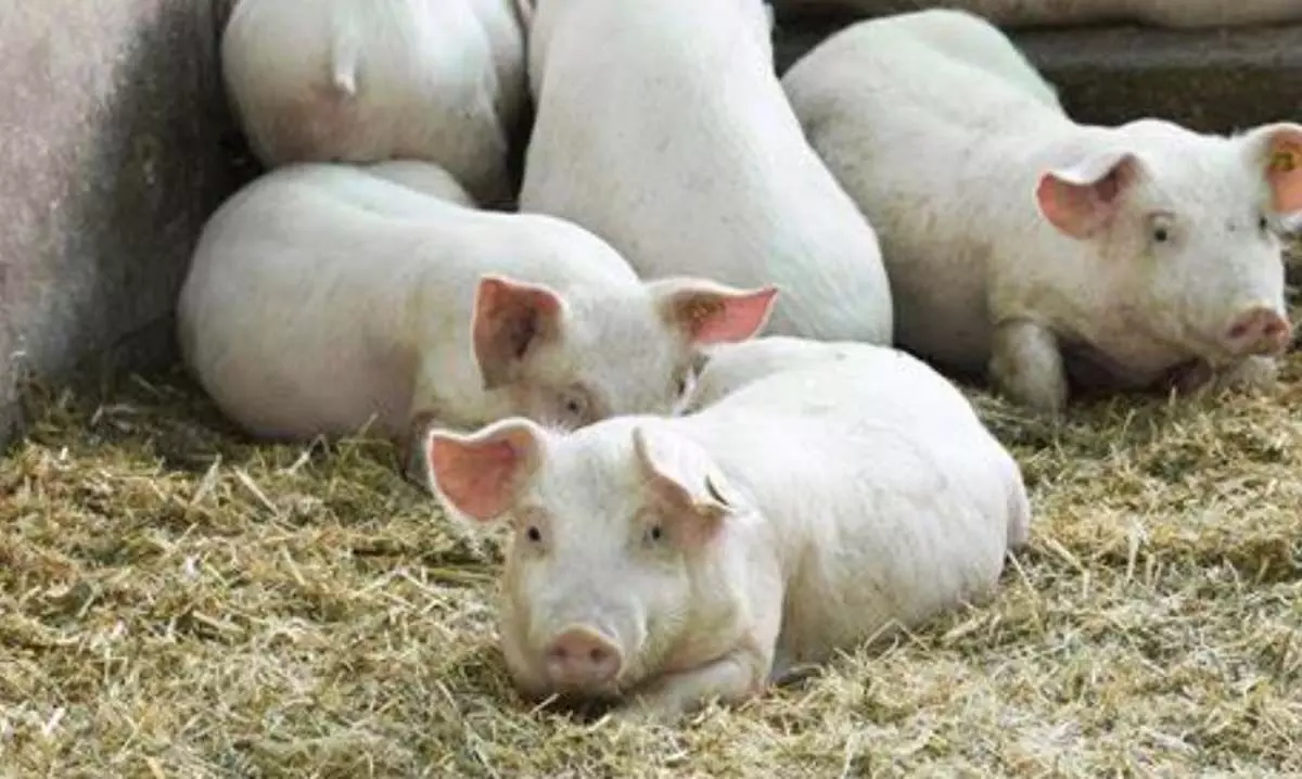 मिजोरम एक बार फिर अफ्रीकी स्वाइन बुखार के प्रकोप से जूझ रहा है, 174 सूअरों की मौत