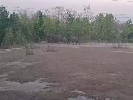 39 हाथियों ने फिर मचाया उत्पात, धान फसल को किया बर्बाद
