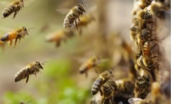 मतदान के दौरान मधुमक्खियों के हमले में 15 मतदाता घायल, मची अफरातफरी