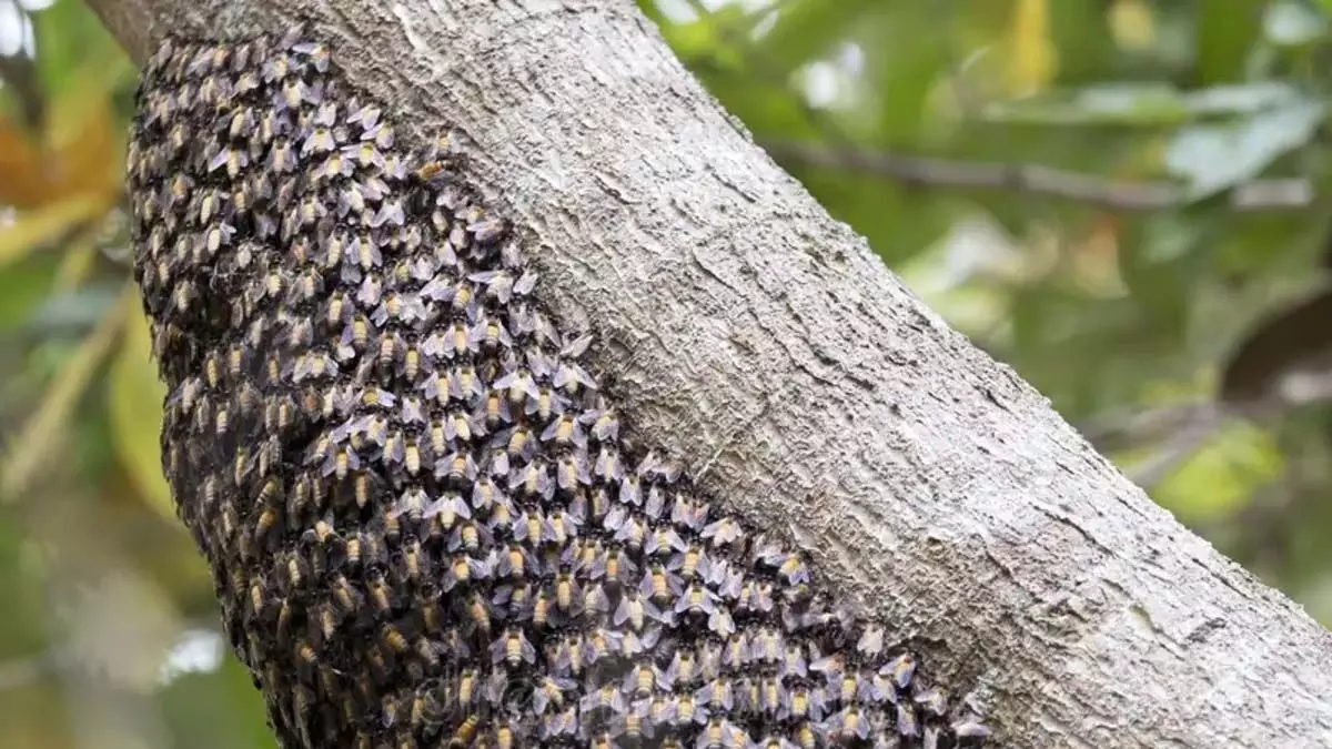 त्रिपुरा में मतदान के दौरान मधुमक्खियों के झुंड ने मतदाताओं पर हमला किया