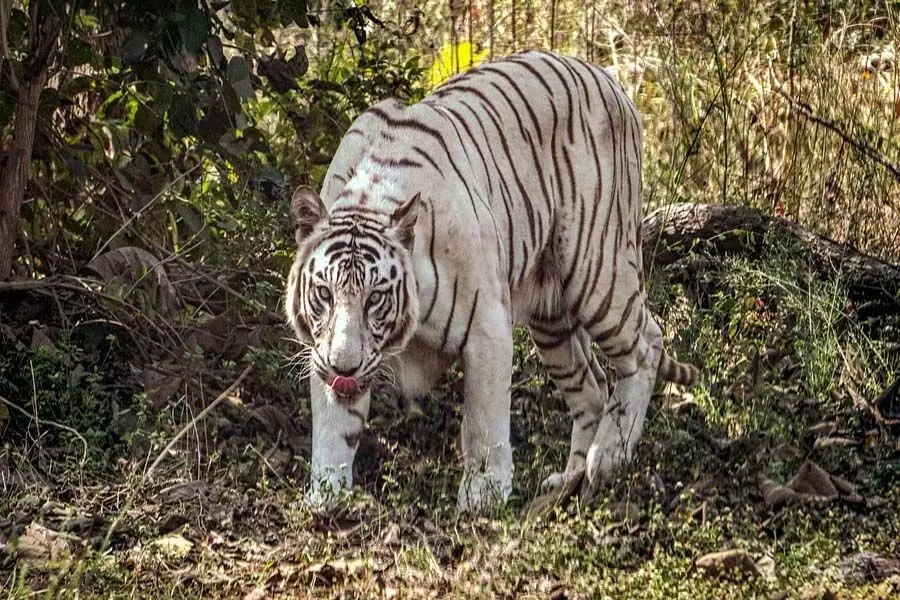 कोलकाता के अलीपुर चिड़ियाघर को विशाखापत्तनम से सफेद बाघ और अन्य जानवर मिला
