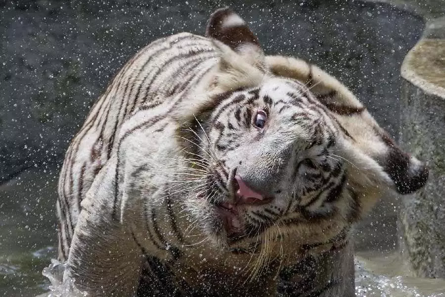 कलकत्ता के अलीपुर चिड़ियाघर को विशाखापत्तनम से सफेद बाघ और अन्य जानवर मिलते