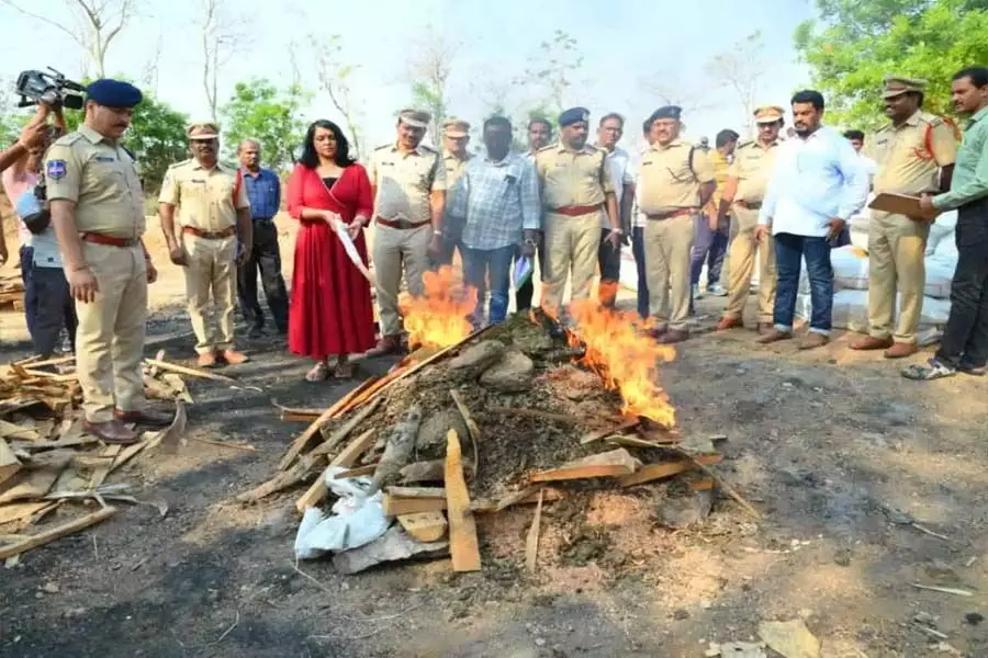 पुलिस ने 5 करोड़ रुपये का 2,043 किलोग्राम गांजा आग के हवाले कर दिया