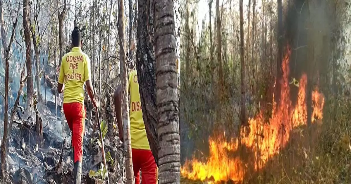 सिमिलिपाल में जंगल की आग हर गुजरते दिन के साथ बढ़ती जा रही है, खतरे में वन्य जीव