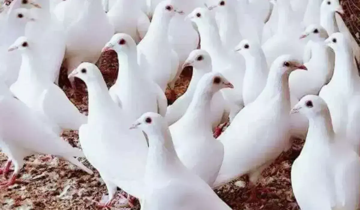 सफेद कबूतरों की तस्करी करने के आरोप में दो कोच अटेंडेंट को गिरफ्तार किया