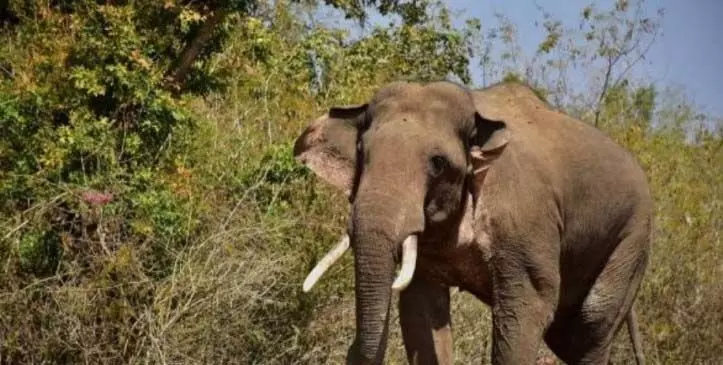 असम के सोनितपुर में एक जंगली हाथी के हमले से  तीन की मौत
