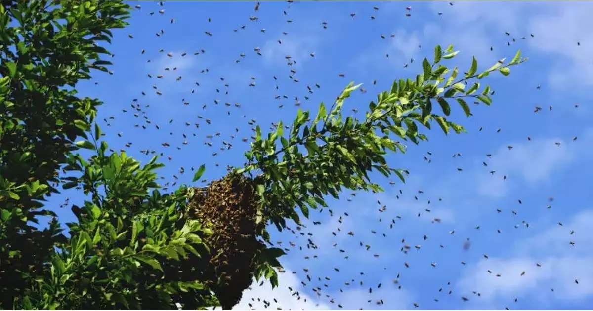त्रिपुरा के खोवाई जिले में मतदान के दौरान मधुमक्खियों के हमले में 15 मतदाता घायल