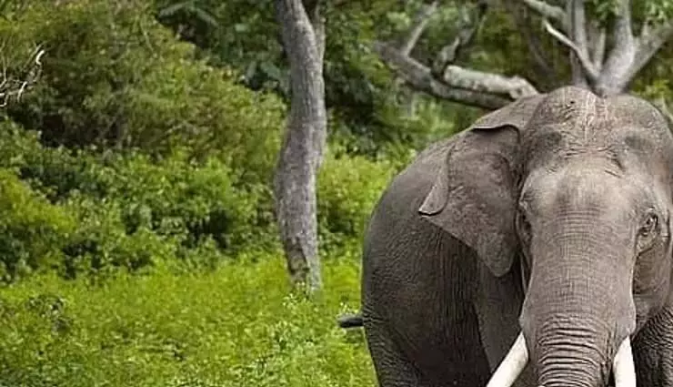 ढेकियाजुली में हाथी के हमले में एक की मौत हो गई और दो वन रेंजर घायल हो गए