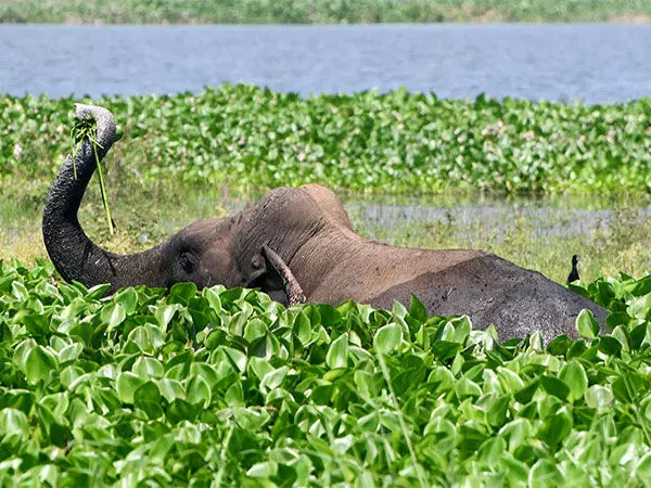 सोनितपुर में जंगली हाथी ने चार लोगों को कुचला