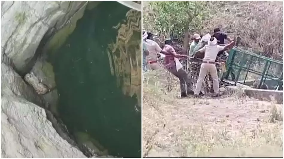 50 फिट गहरे कुएं में गिरे तेंदुए, वन विभाग ने सुरक्षित निकाला बाहर