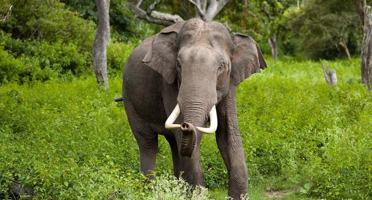 सोनितपुर जिले में जंगली हाथी ने 4 लोगों को कुचलकर मार डाला