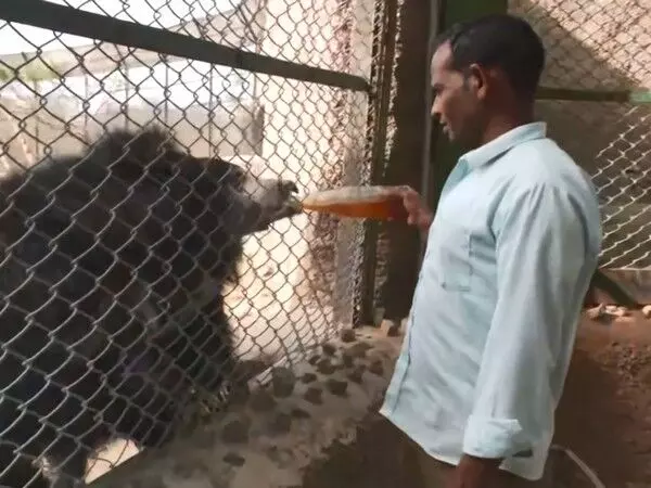 जयपुर के नाहरगढ़ जैविक उद्यान में जानवरों को गर्मी से बचाने के लिए कूलर, स्प्रिंकलर लगाए गए