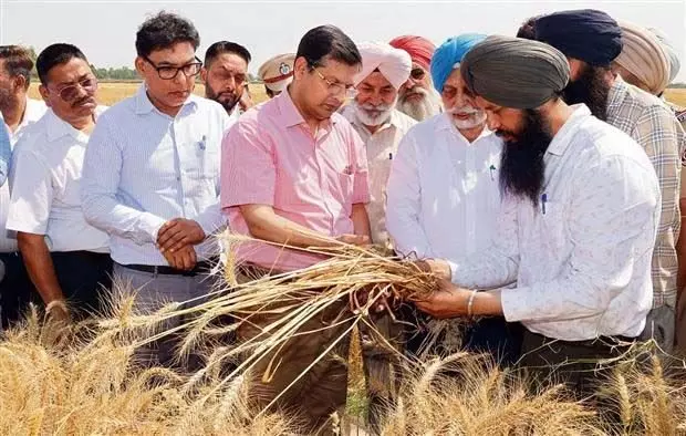 मुख्य सचिव ने सरफेस सीडर विधि से बोए गए गेहूं की जांच