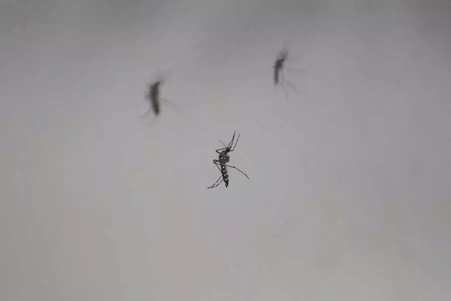 उडुपी में डेंगू के मामले अब तक 47 मामलों के साथ बढ़े